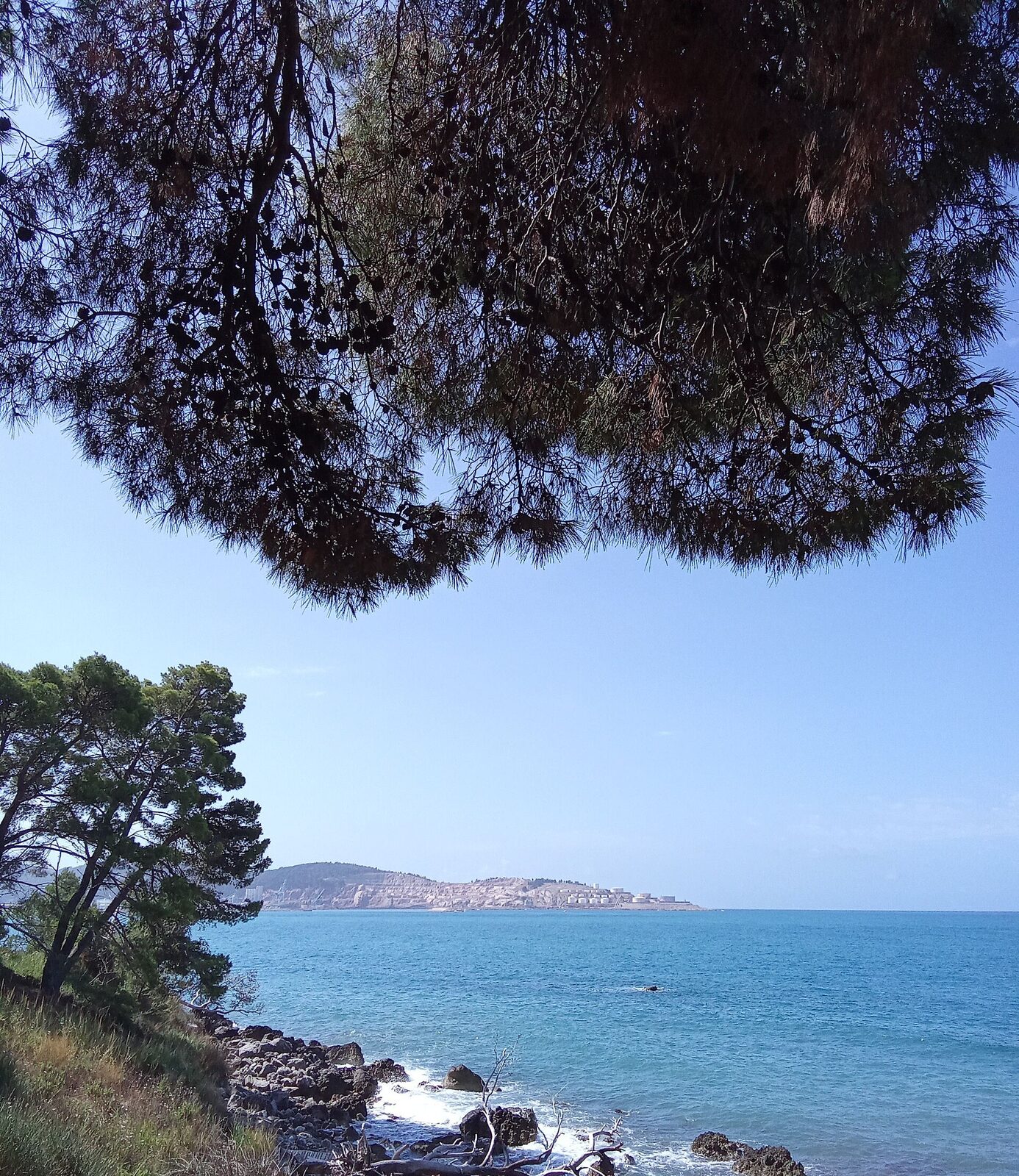 Pine branches framing a view of the Adriatic from the rocky shore at Šušanj, with a headland across the bay.