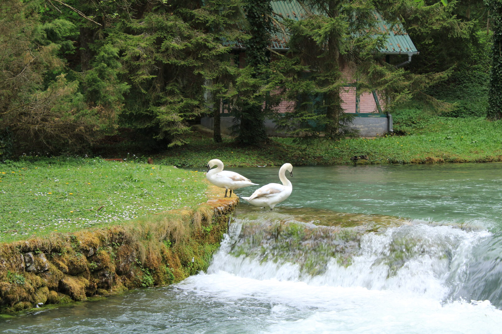 Swans on the cold pools of Vrelo Bosne, fed by the springs from Mount Igman.